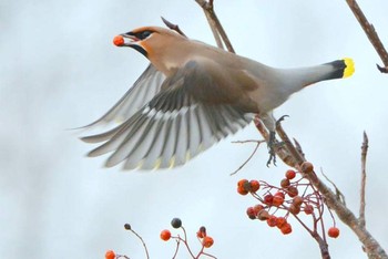 Bohemian Waxwing 北海道 Unknown Date