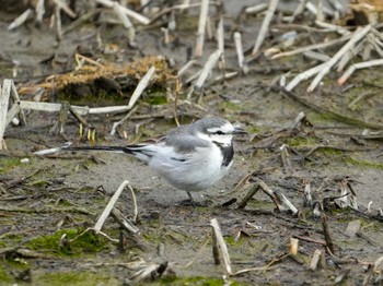 White Wagtail 佐鳴湖 Sun, 2/18/2024