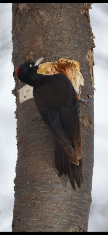 Black Woodpecker Makomanai Park Sat, 2/17/2024