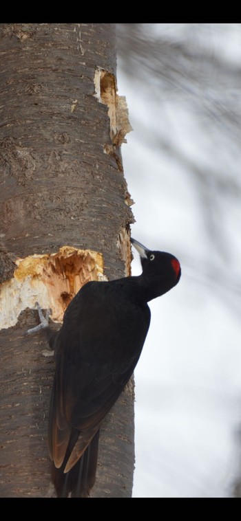 Black Woodpecker Makomanai Park Sat, 2/17/2024