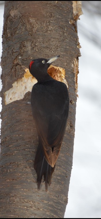 Black Woodpecker Makomanai Park Sat, 2/17/2024