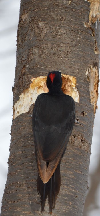 Black Woodpecker Makomanai Park Sat, 2/17/2024