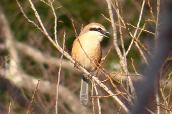 Sun, 2/18/2024 Birding report at 坂月川ビオトープ(千葉市)