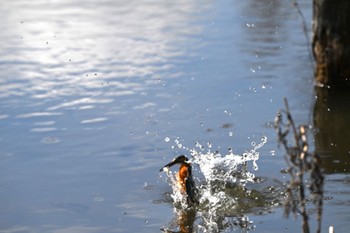 カワセミ 善福寺公園 2024年2月18日(日)