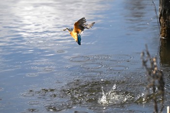 カワセミ 善福寺公園 2024年2月18日(日)