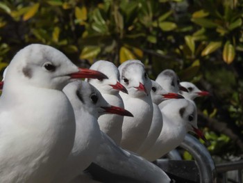 ユリカモメ 大池親水公園 2024年2月18日(日)