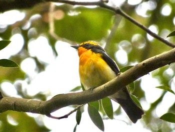 Narcissus Flycatcher Nara Park Thu, 5/25/2023