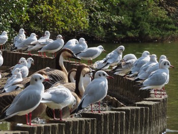 ユリカモメ 大池親水公園 2024年2月18日(日)