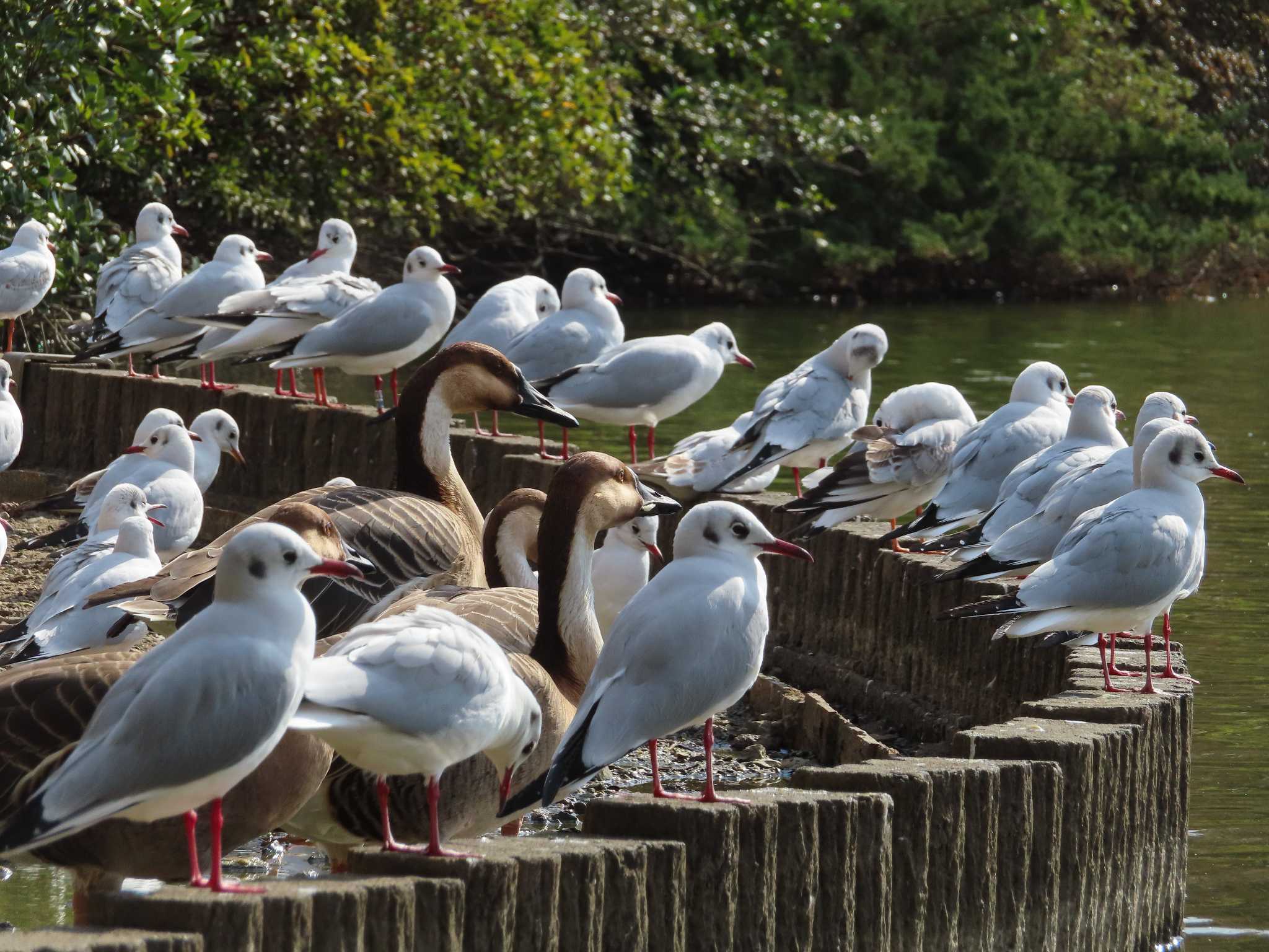 大池親水公園 ユリカモメの写真 by kou