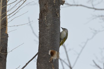 Grey-headed Woodpecker Makomanai Park Sat, 2/17/2024