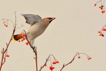 Bohemian Waxwing 北海道 Unknown Date