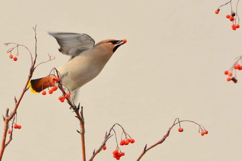 Bohemian Waxwing