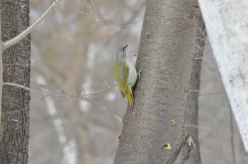 Grey-headed Woodpecker Makomanai Park Sat, 2/17/2024