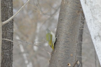 Grey-headed Woodpecker Makomanai Park Sat, 2/17/2024