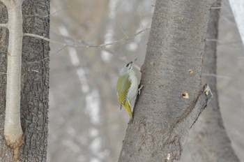 Grey-headed Woodpecker Makomanai Park Sat, 2/17/2024