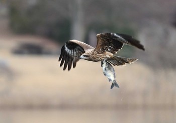 2024年2月18日(日) 田貫湖の野鳥観察記録