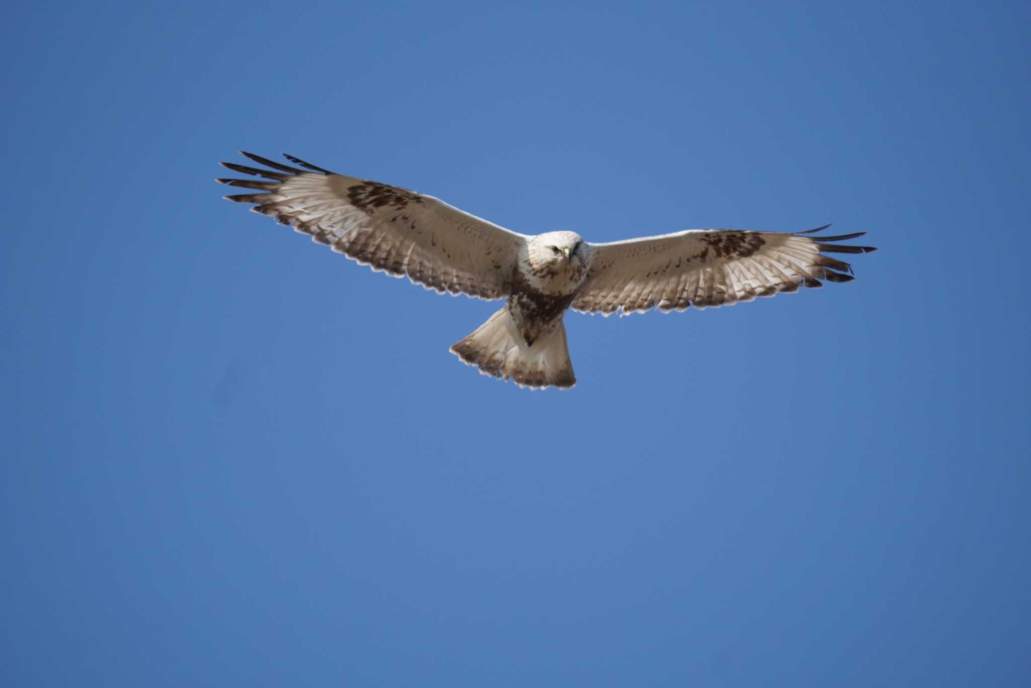 Photo of Rough-legged Buzzard at 群馬県 by Kたろー