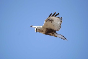 Rough-legged Buzzard 群馬県 Sun, 2/18/2024