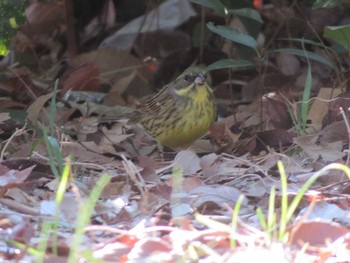 Masked Bunting Unknown Spots Sun, 2/18/2024