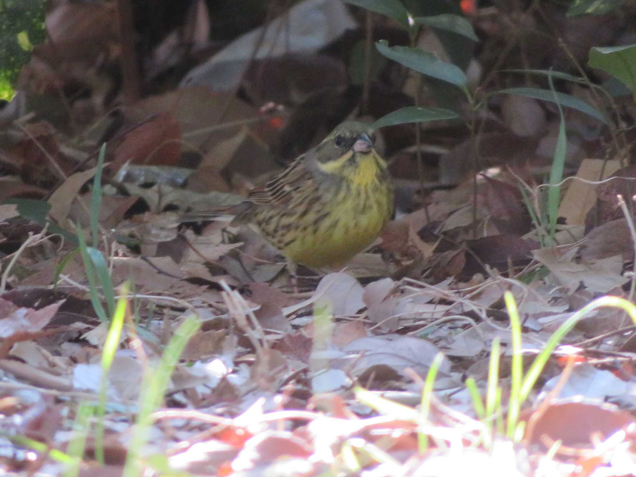 Photo of Masked Bunting at  by KAT