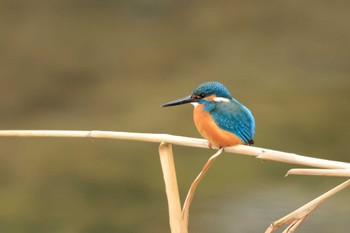 Common Kingfisher 奈良市 Sun, 2/4/2024