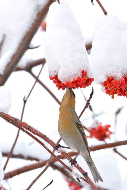 Photo of Pine Grosbeak at 北海道 by Markee Norman