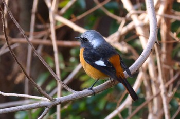 ジョウビタキ ロクハ公園(滋賀県草津市) 2024年2月12日(月)