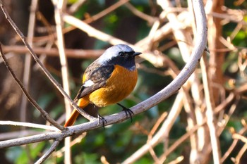 ジョウビタキ ロクハ公園(滋賀県草津市) 2024年2月12日(月)