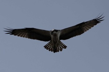 2024年2月11日(日) 多摩川の野鳥観察記録