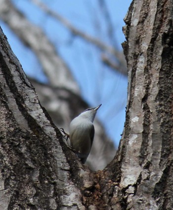 Eurasian Nuthatch 井頭公園 Sat, 2/17/2024