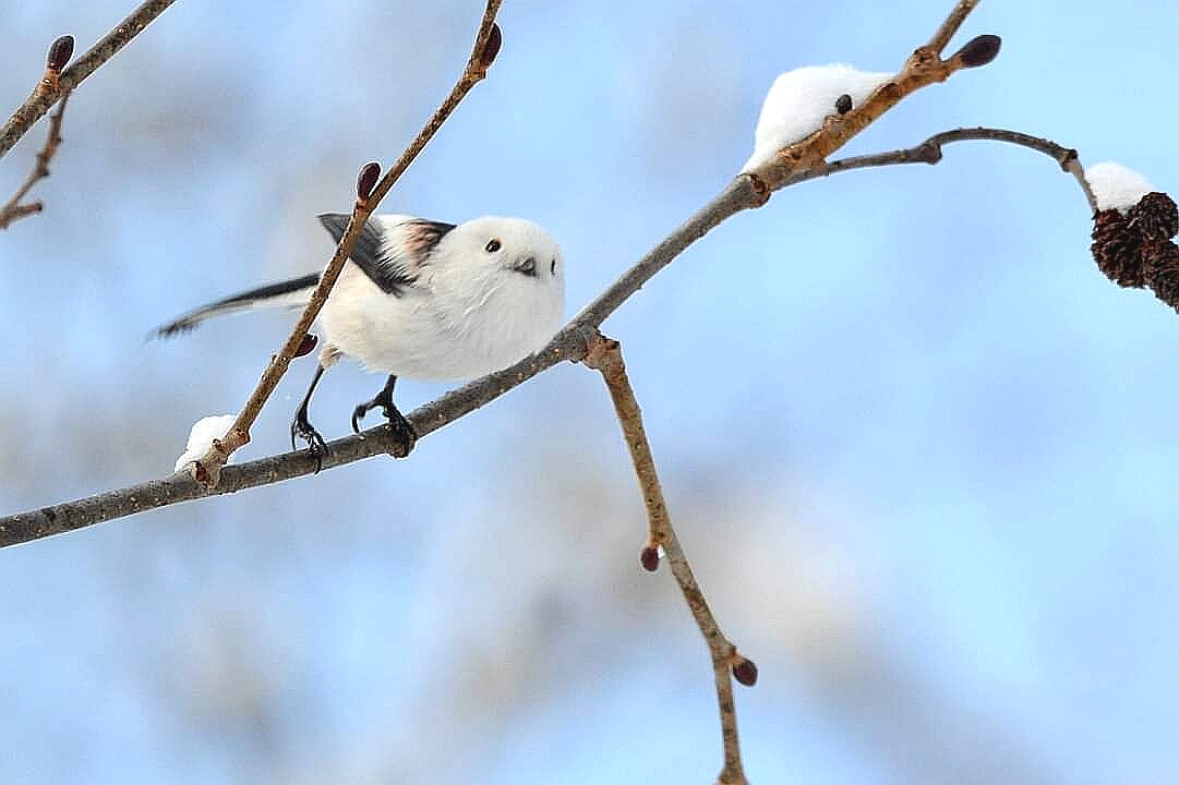 シマエナガ