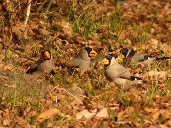 Japanese Grosbeak 下奥富河川敷公園 Sun, 2/18/2024