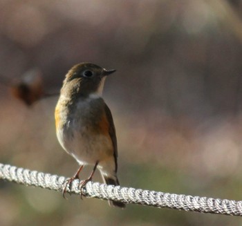 Red-flanked Bluetail 井頭公園 Sat, 2/17/2024