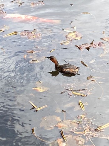 Little Grebe Meiji Jingu(Meiji Shrine) Sun, 2/18/2024