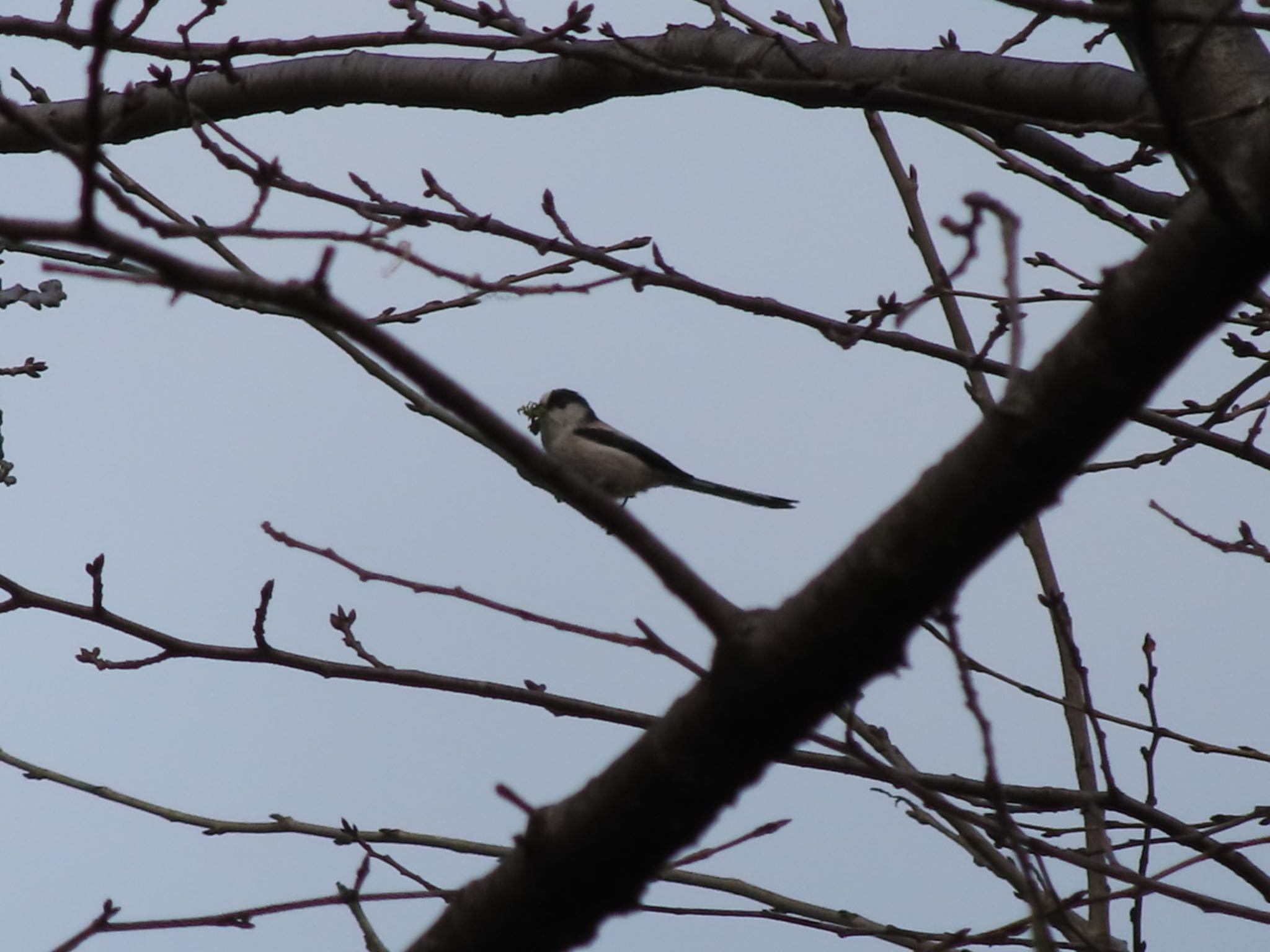 Long-tailed Tit