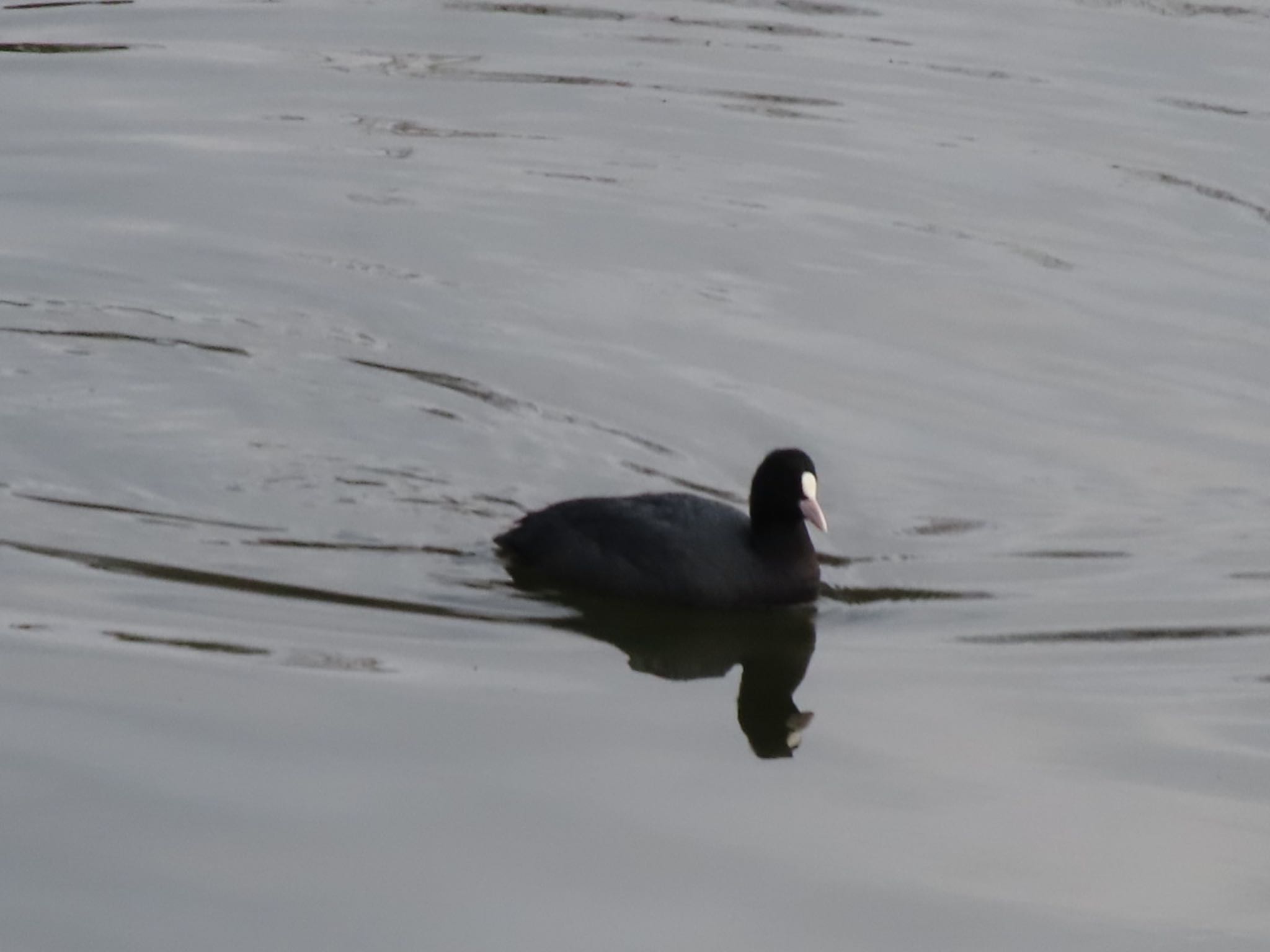 Photo of Eurasian Coot at 大室公園 by アカウント12456