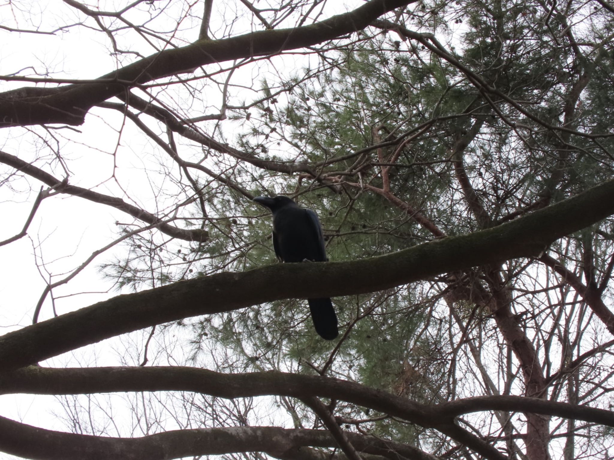 Large-billed Crow