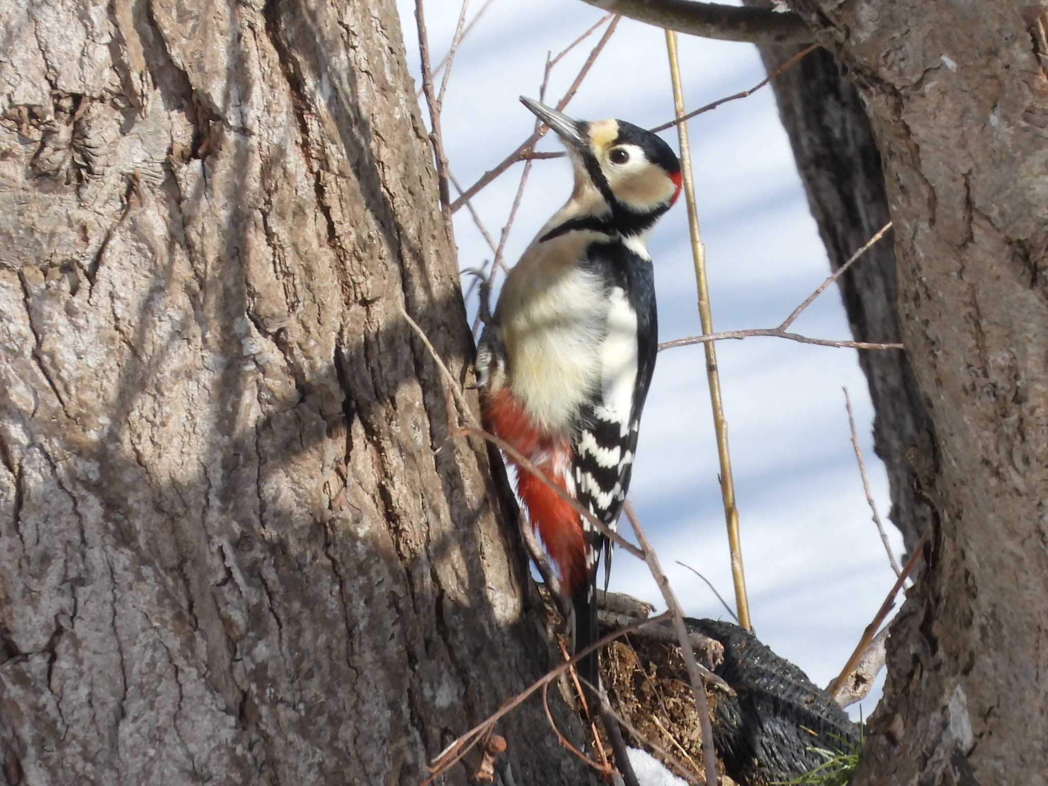 Photo of Great Spotted Woodpecker at Makomanai Park by ゴト