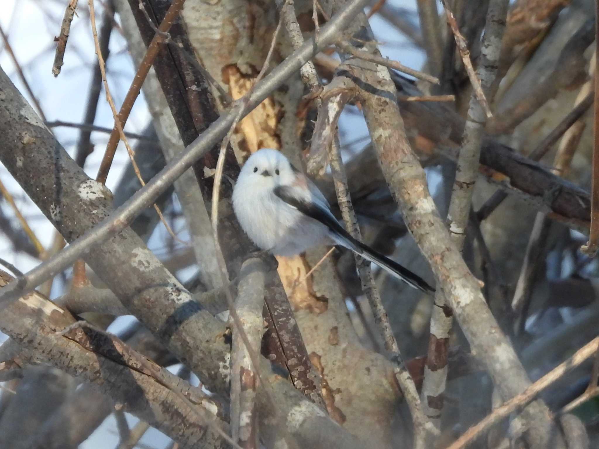 Long-tailed tit(japonicus)