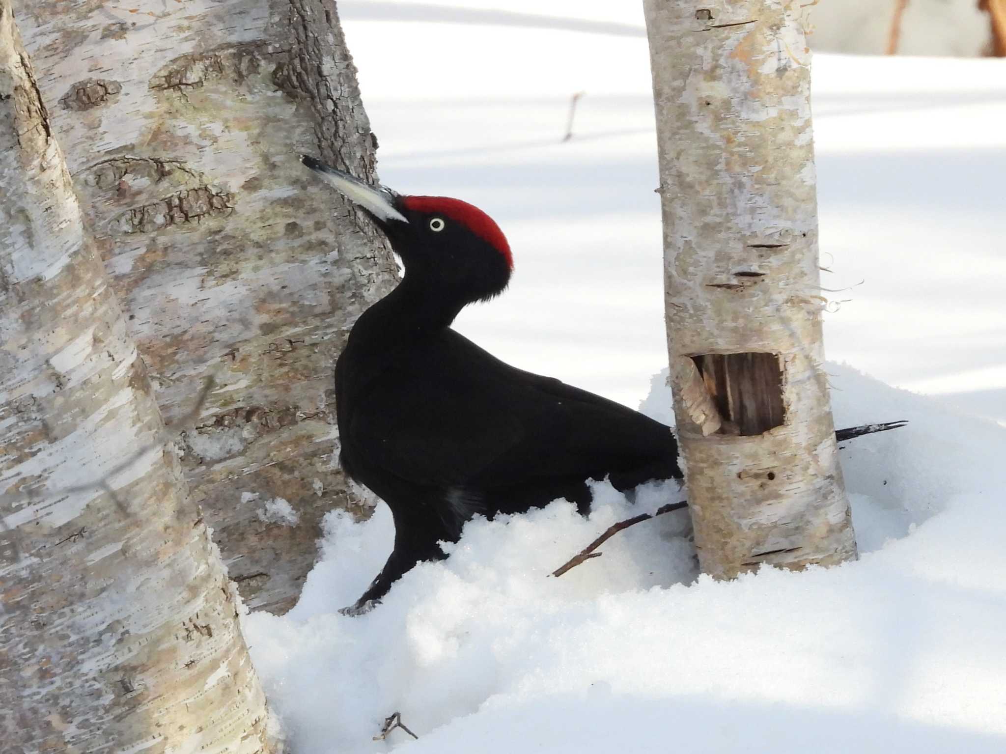 Black Woodpecker