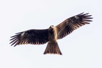 Black Kite 矢作川 Sun, 2/18/2024