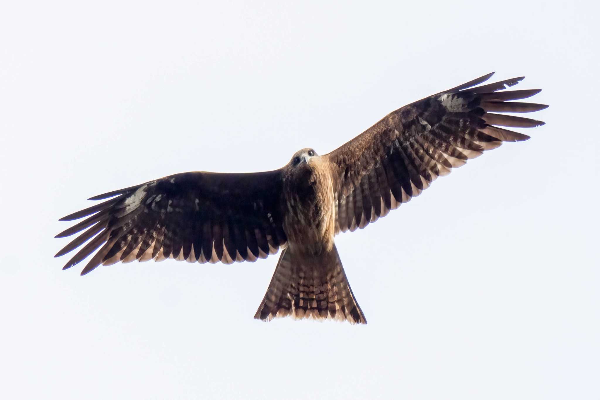 Black Kite