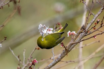 Warbling White-eye 矢作川 Sun, 2/18/2024