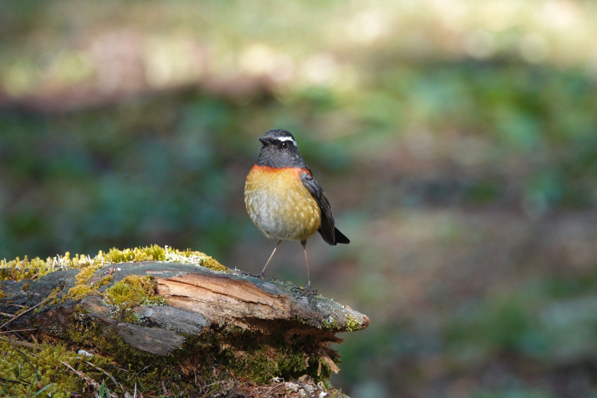 Photo of Collared Bush Robin at 阿里山国家森林遊楽区 by のどか