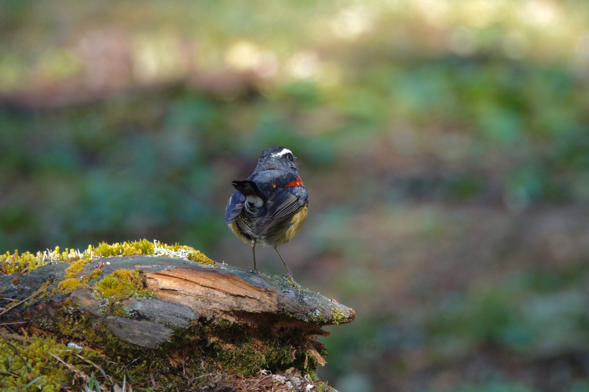 Collared Bush Robin