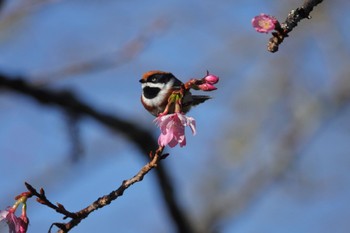 Black-throated Bushtit 阿里山国家森林遊楽区 Thu, 1/25/2024