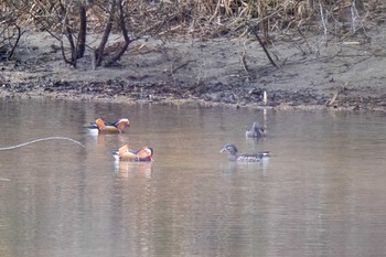 Mandarin Duck 矢作川 Sun, 2/18/2024