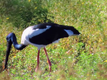 Black-necked Stork McPherson Road Swamp, Tuggerah, NSW, Australia Sat, 2/17/2024