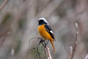 Daurian Redstart 矢作川 Sun, 2/18/2024