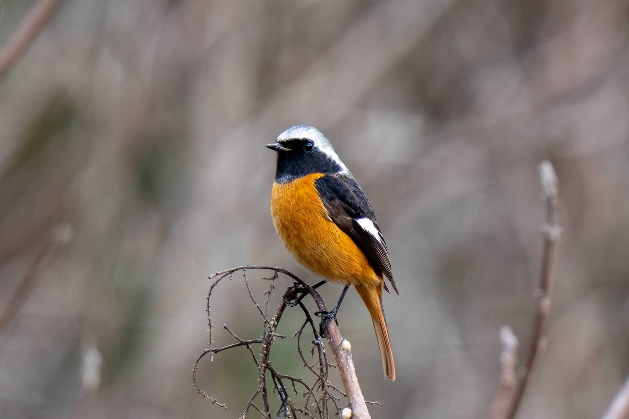 Daurian Redstart